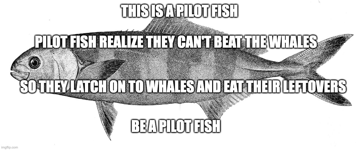 pilot fish